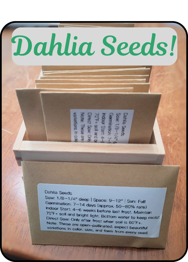 Dahlia Seeds Open Pollinated