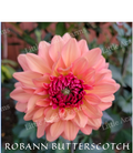 Robann Butterscotch