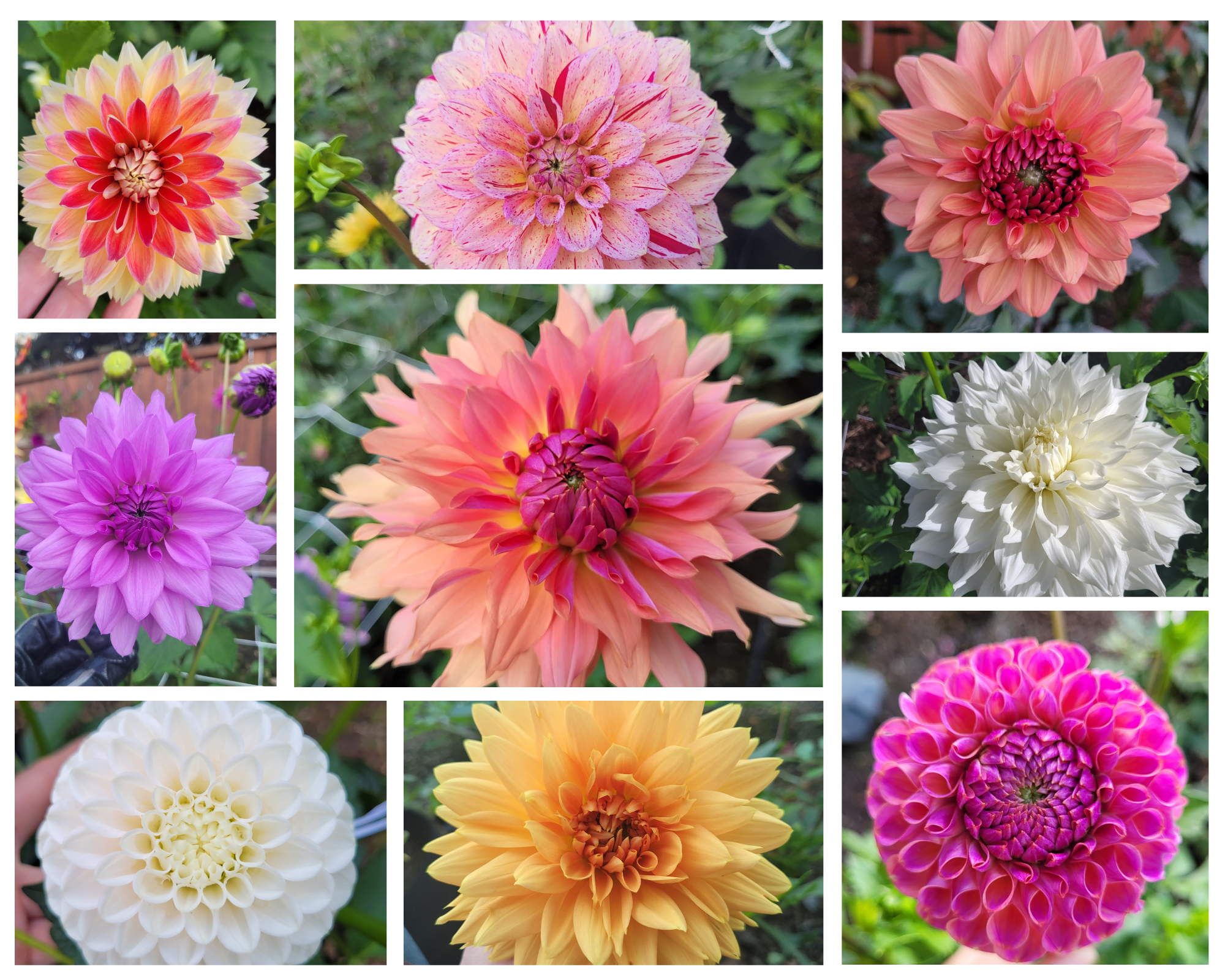 Dahlia Seeds Open Pollinated