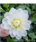 White Onesta