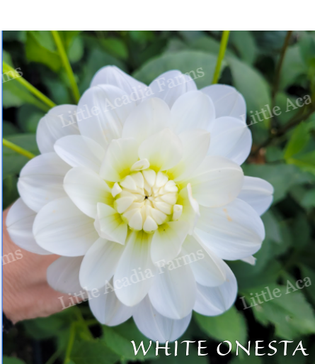 White Onesta